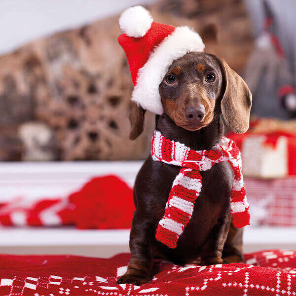 landflair einstieg themen x mas treats fuer hund & katze 600x600